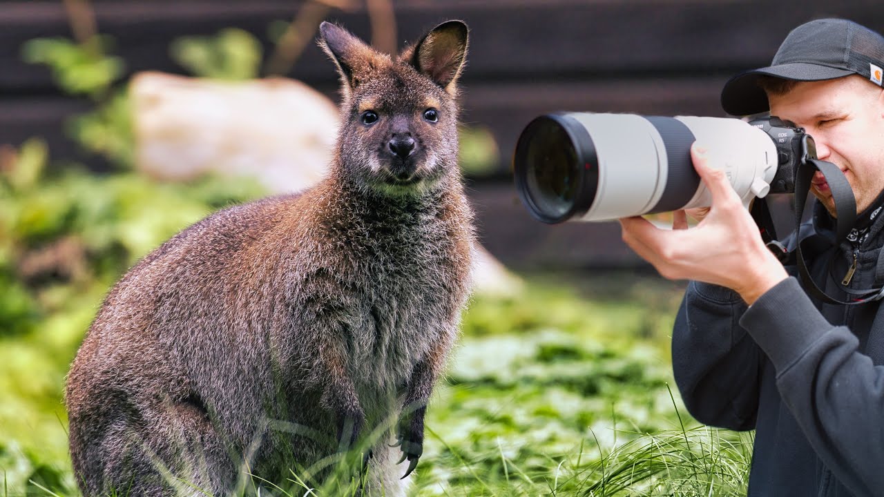 Canon RF 200-800 mm f/6.3-9 IS USM - Kompromis za 10910 zł