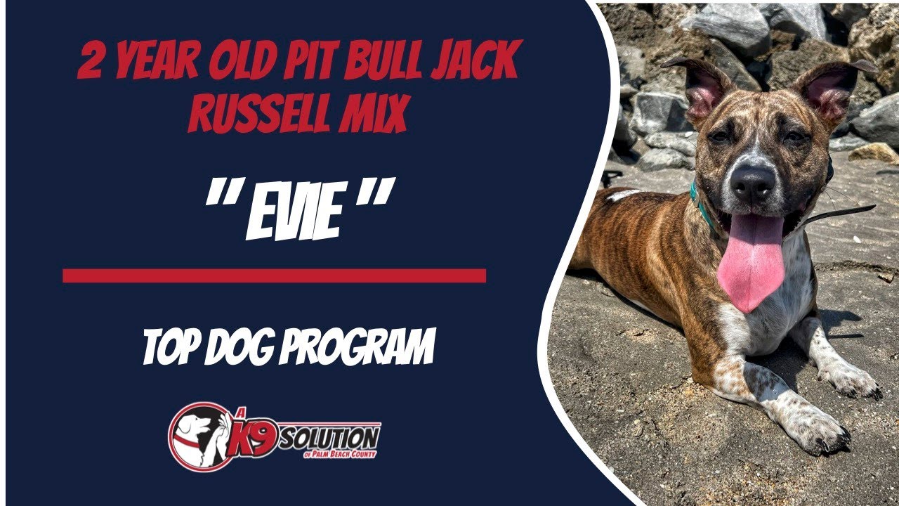 🐶Dog Trainers/Training of Central and South Florida / Pit Bull Jack Russell Mix "Evie"🦮