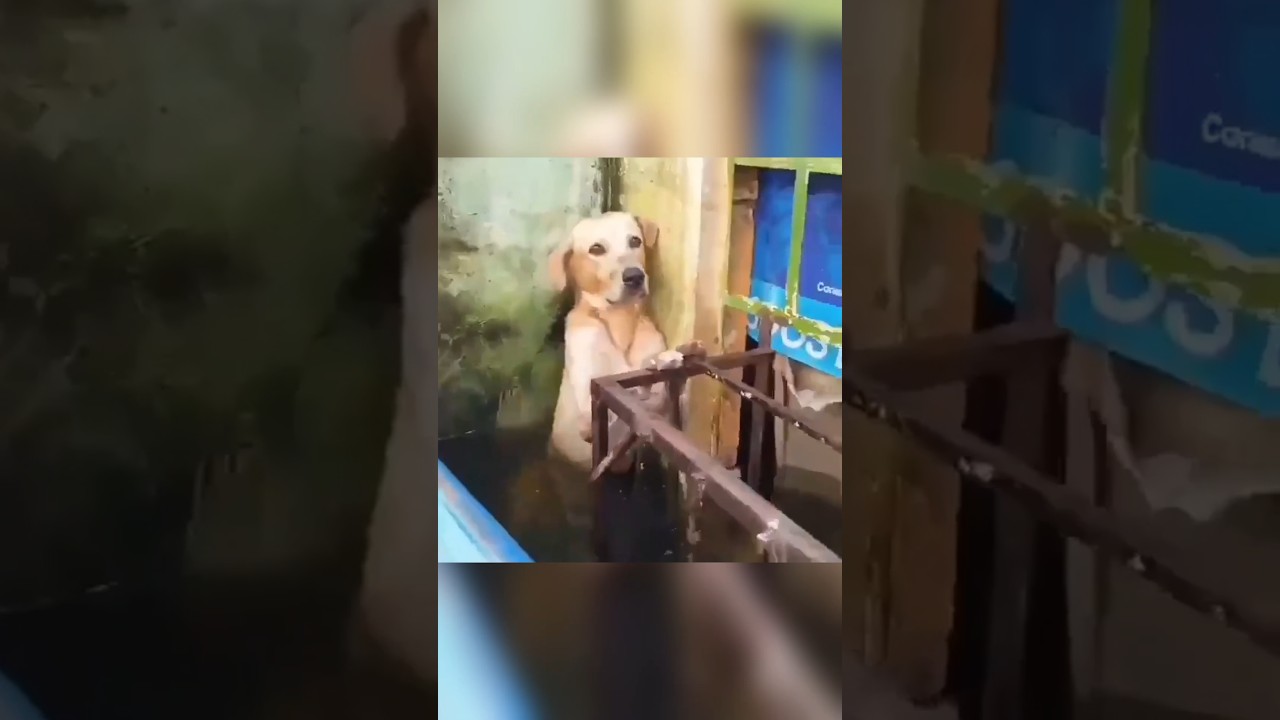 Dog Stranded in Flood Waters is Rescued by Good Samaritans
