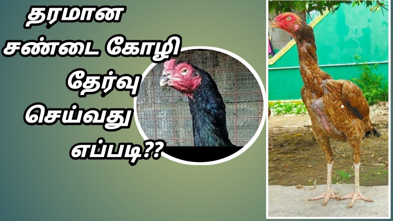 Kozhi thervu murai #கோழி தேர்வு செய்வது எப்படி