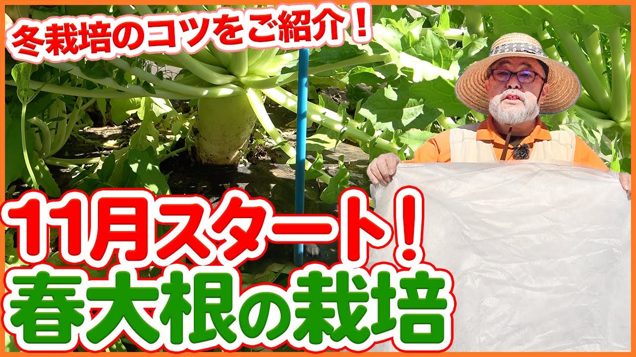 絶対マスターしたい！春大根栽培を家庭菜園で成功させる方法！11月植えでダイコン栽培を成功させるコツを徹底解説！【農園ライフ】
