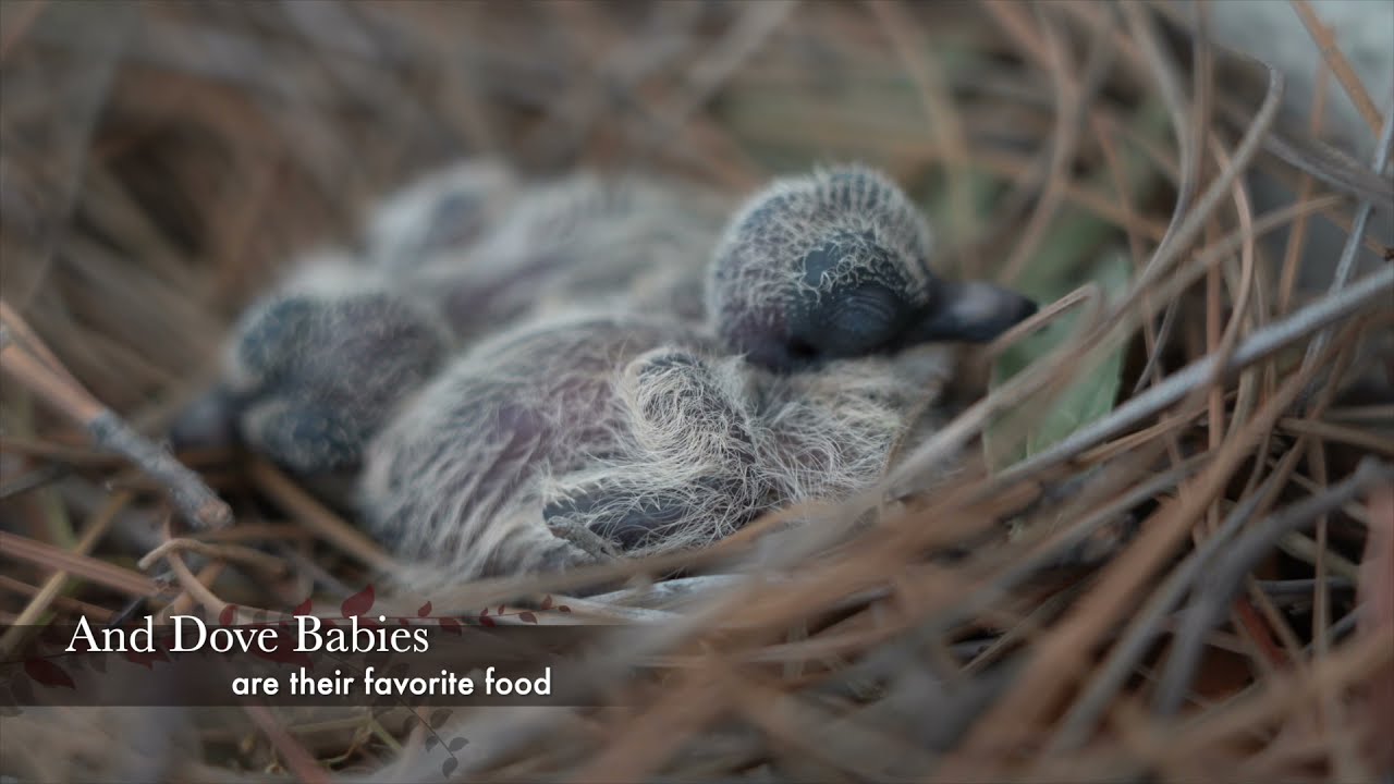Mourning Dove Nest 2021 Season: 5 Weeks Complete Documentary