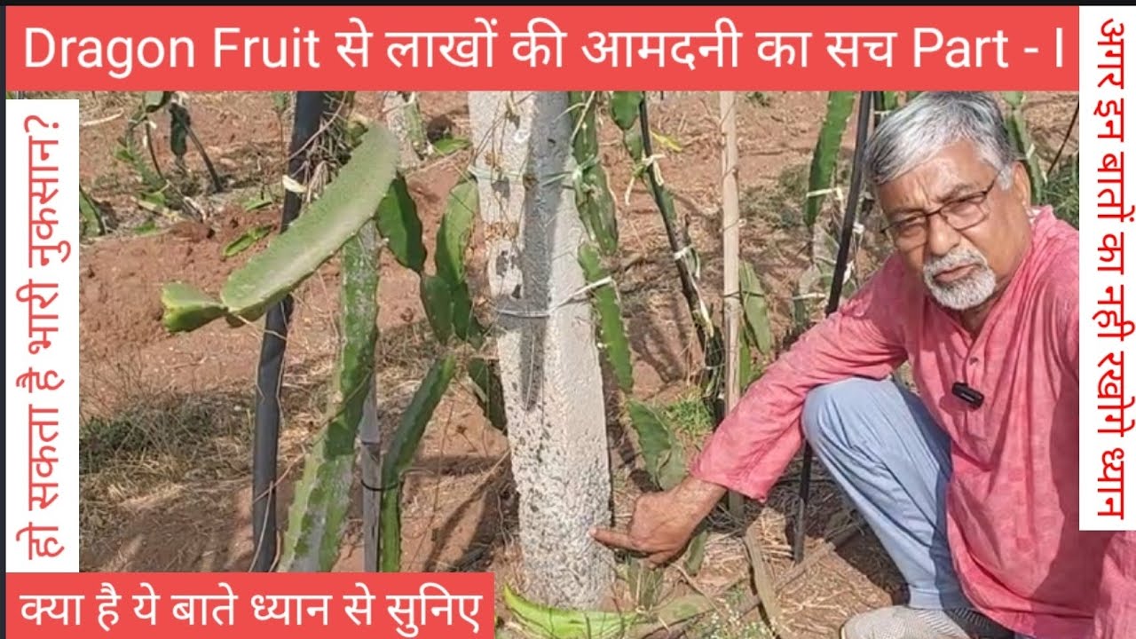 399. Dragon Fruit से लाखों की आमदनी का सच, Part I. Must take these precautions.