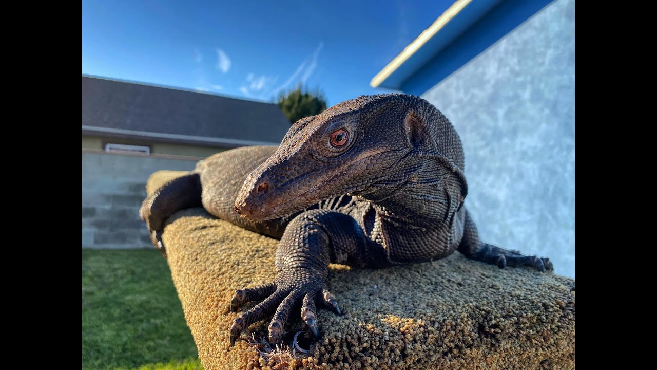 Casper My Black Dragon