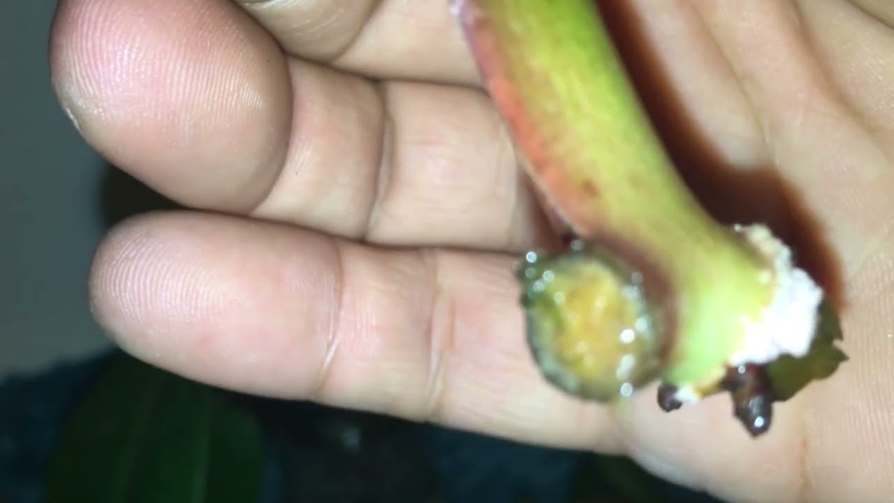 Painted Lady Philodendron Propagation Update
