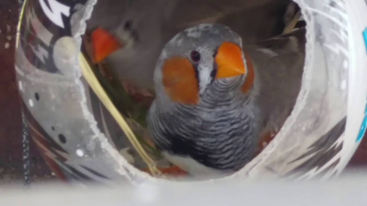 Finches egg and bird