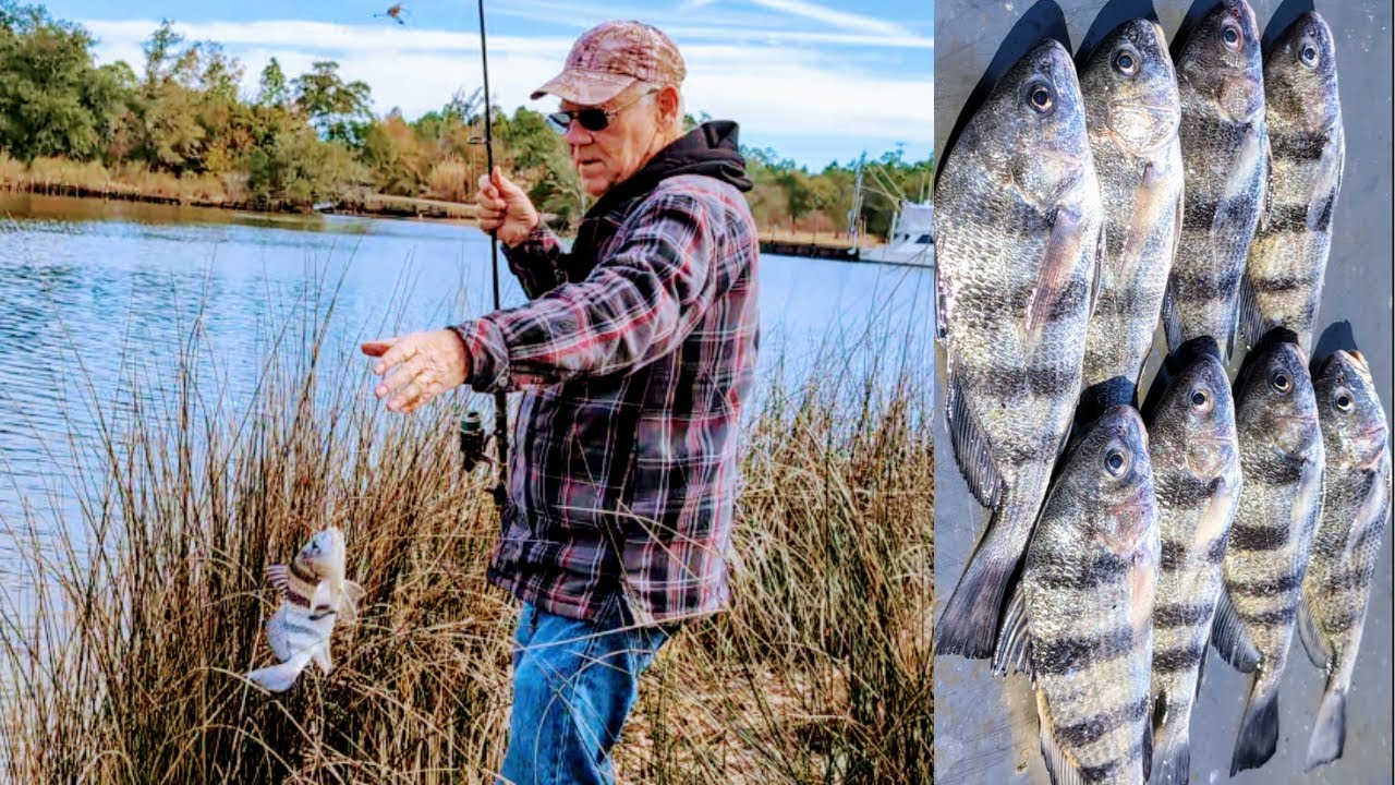 Catching Puppy Black Drum