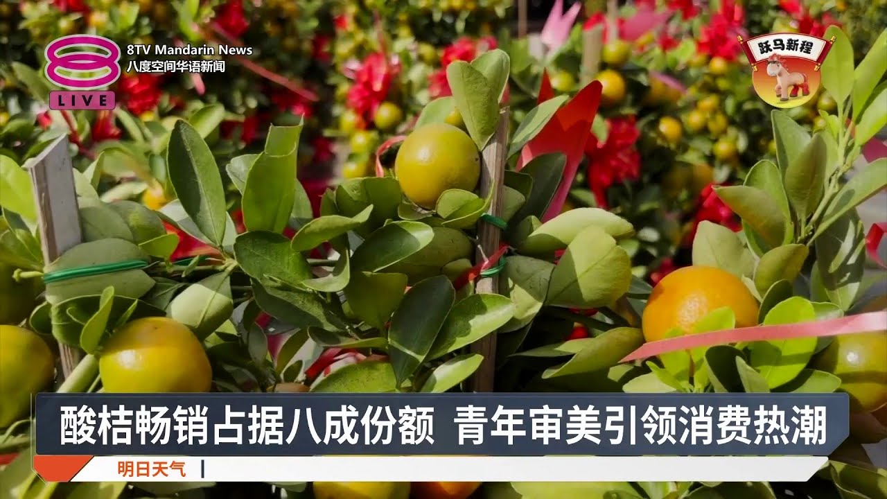金桔报喜象征大吉大利 森州老店深受青年青睐【2026.02.15 八度空间华语新闻】