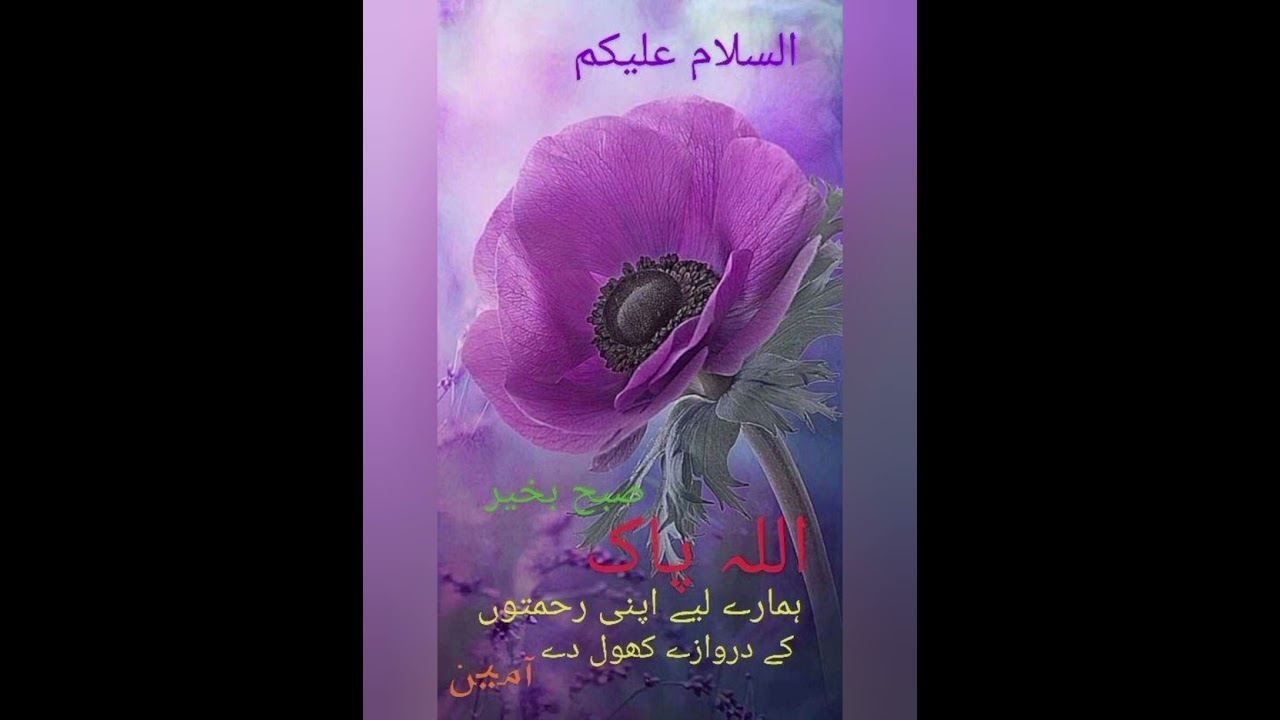 Assalam o Alaikum subha bakhair #trendingvideo #islamicshorts #islamicstatus #subhabakhairstatus 