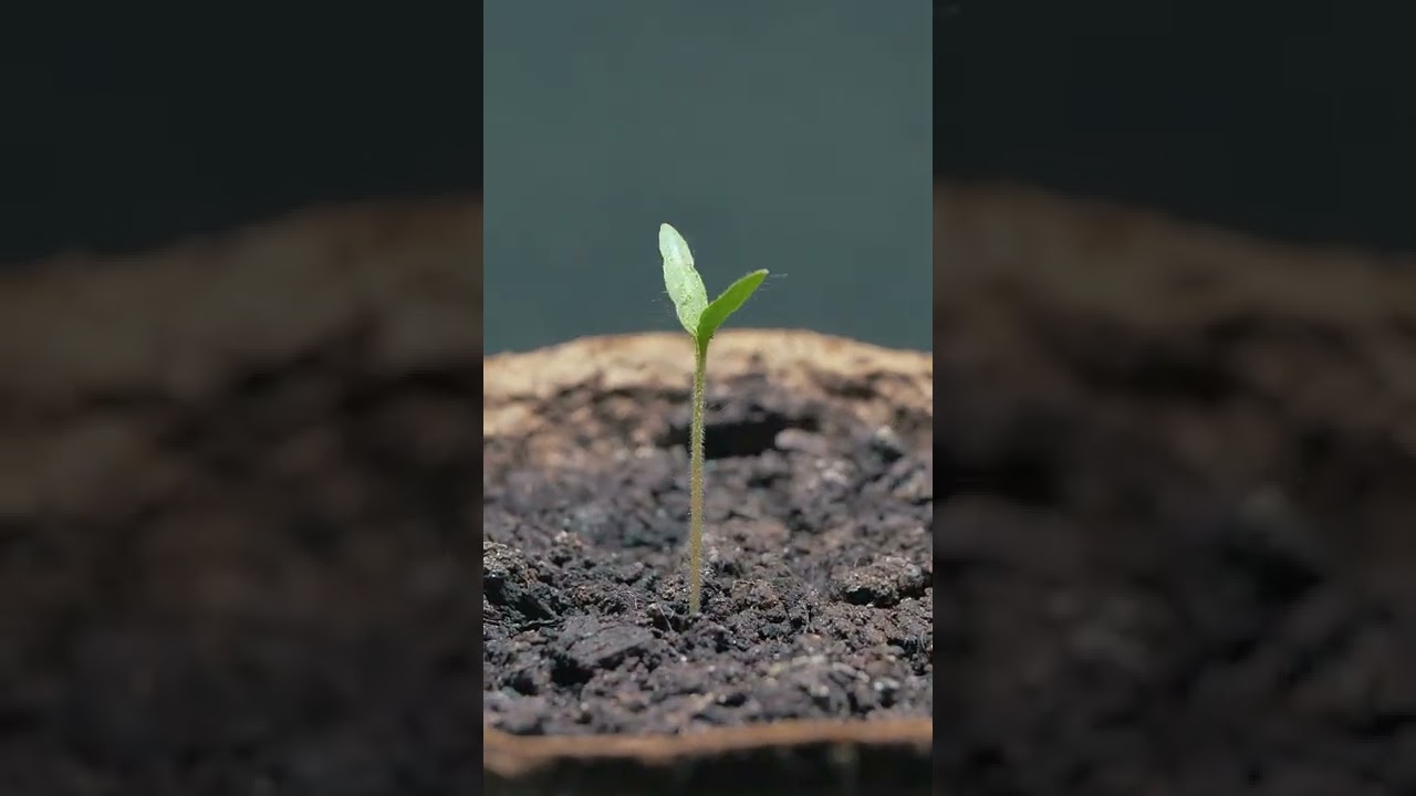 Timelapse &mdash; Выращивание томатов #shorts