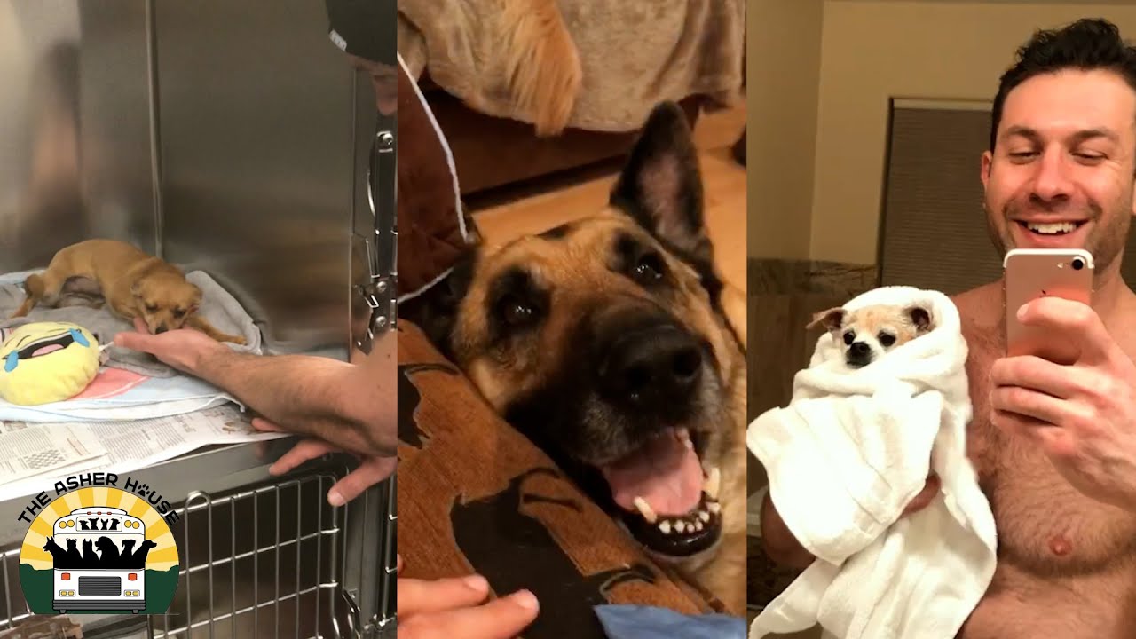 Adopting Tony, Penny and Queen On The Same Day | The Asher House