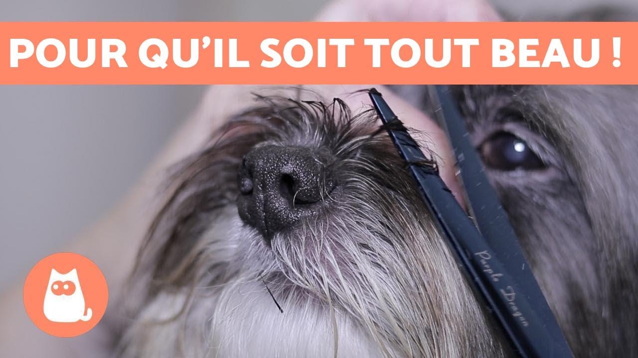 Comment couper les poils d'un chien ? 🐶 TOILETTAGE BASIQUE