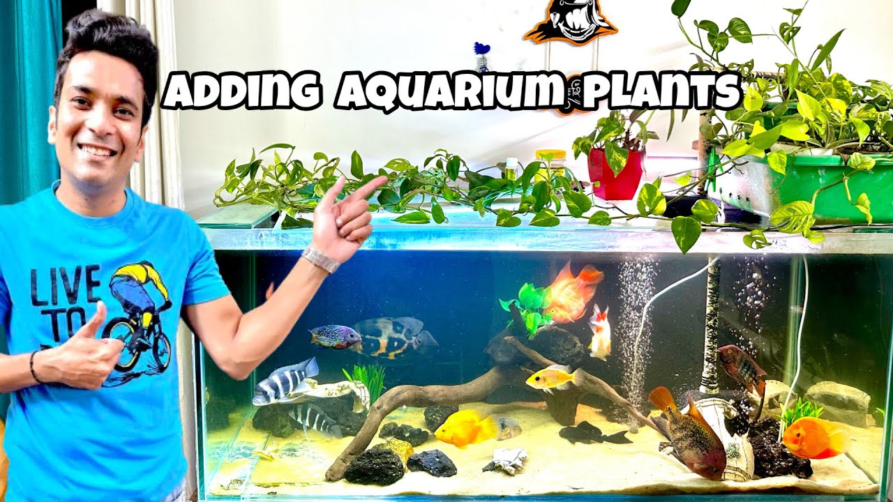 Adding Live & Artificial Plants to Monster Fish Aquarium | Natural Look & Water Detox Benefits