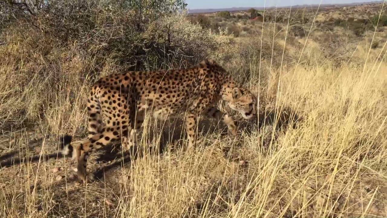 Cheetah Defensive Behavior