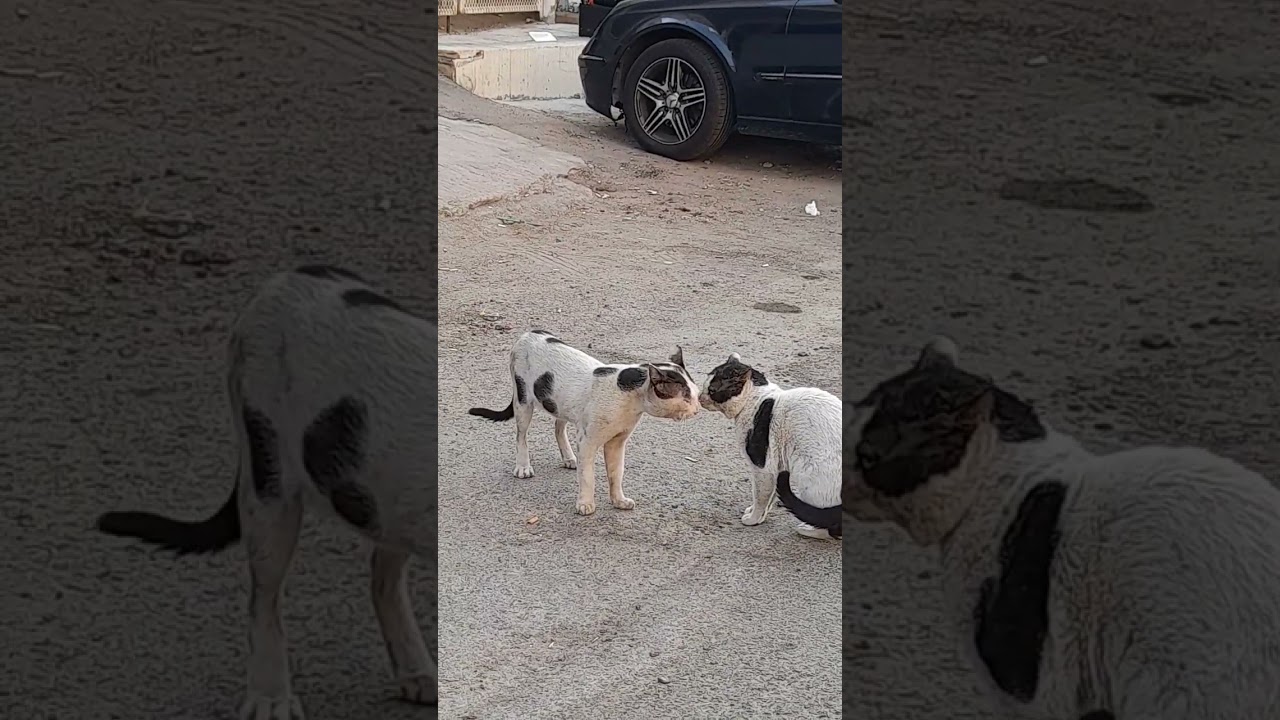 مضربت على اصوله. بيس 
