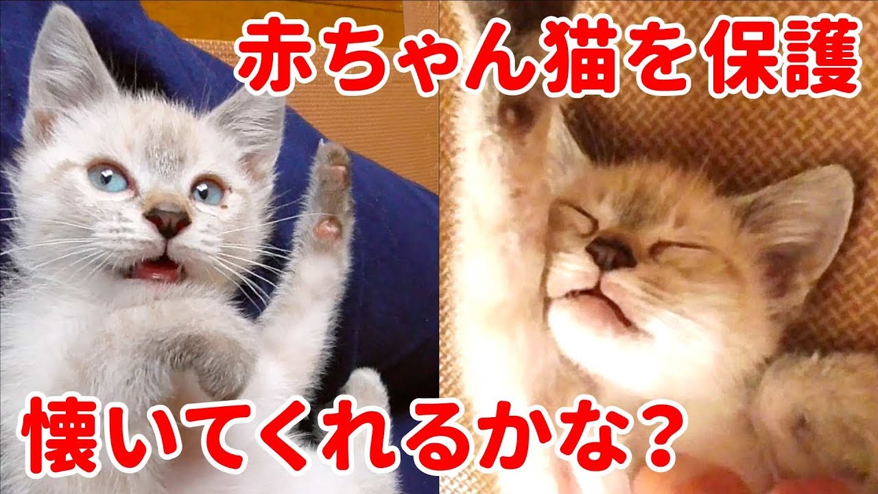 生後2ヶ月で保護した子猫がお腹を見せて懐いてくれる4週間の成長記録