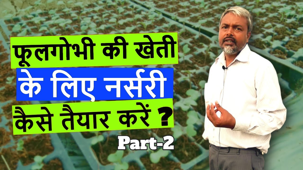 How to prepare nursery for cauliflower cultivation?फूलगोभी खेती के लिए नर्सरी कैसे तैयार करें?Part 2