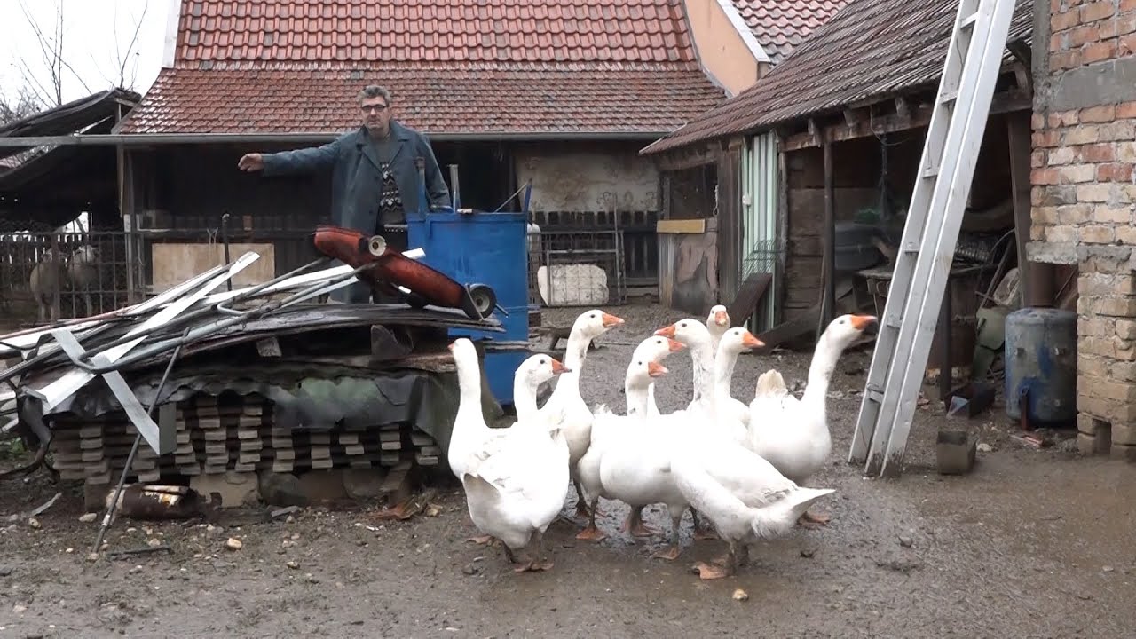 Umesto psa čuvara Zoranovim dvorištem šetaju guske