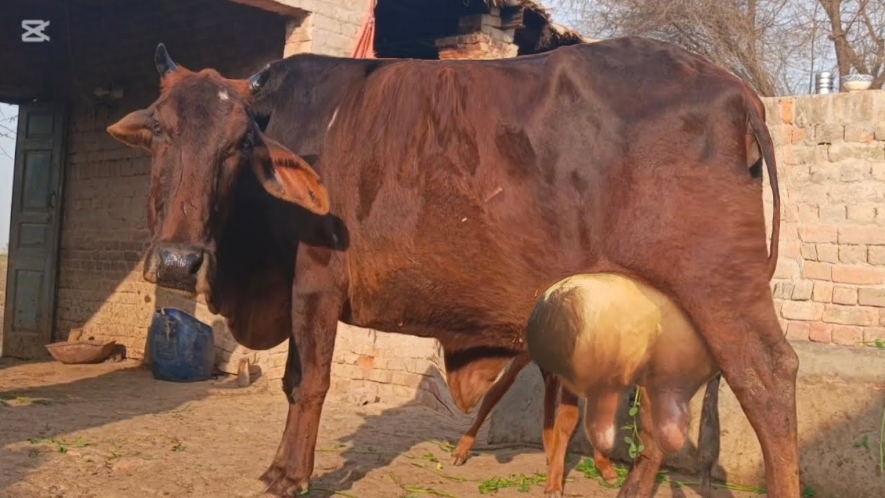 چولستانی جرسی منہ سے چھ دانت پیچھے بچھڑا قیمت صرف 2 لاکھ 80 ہزار فون نمبر,03246871601