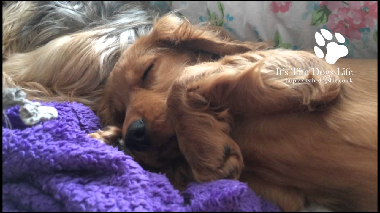 Our Cocker Spaniel Puppy Pea Waking Up