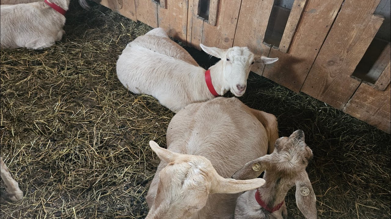 SEMNELE APROPIERII FĂTĂRII LA CAPRE!!