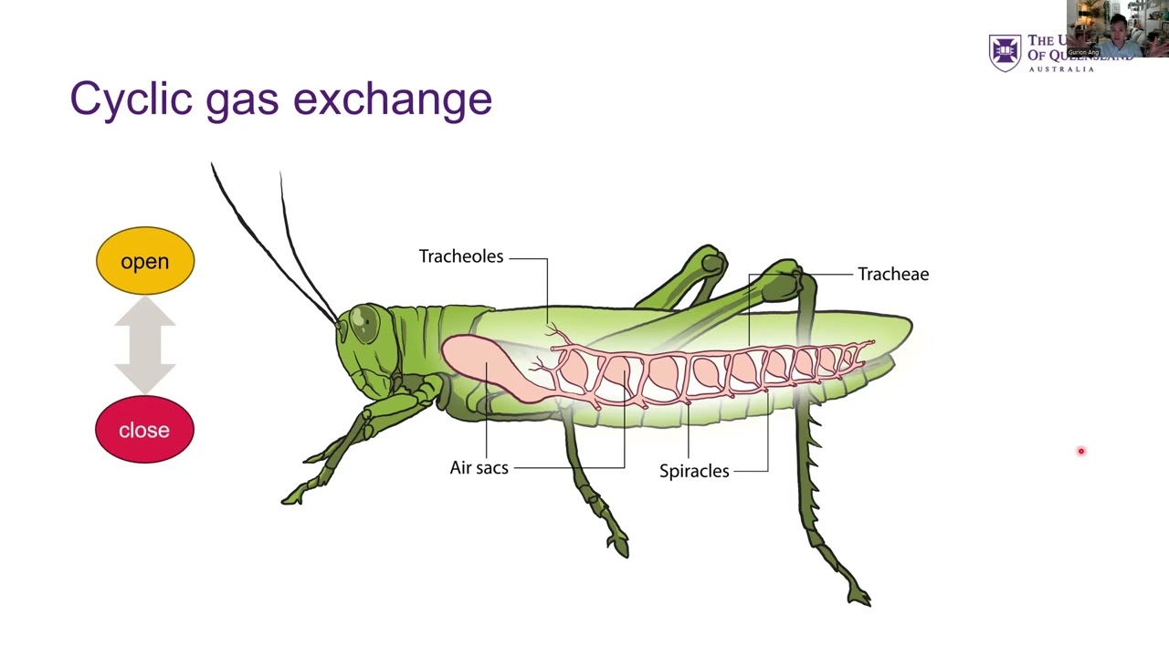 BIOL3238 Cyclic gas exchange