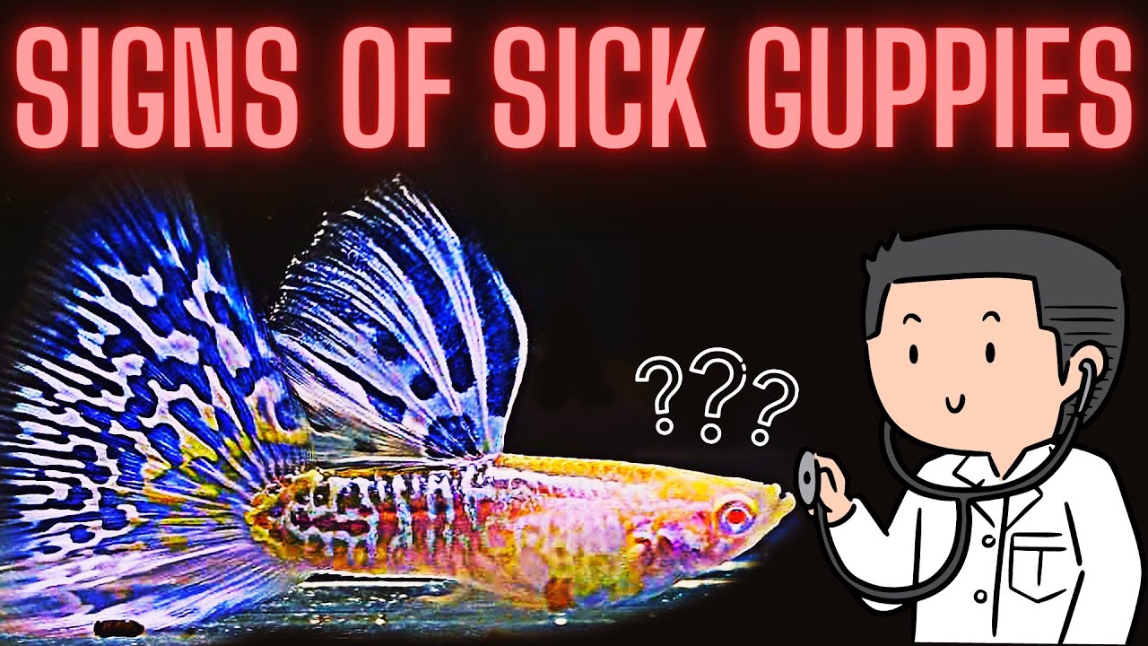 Guppy Fish Care – Guppy Fish Laying on Bottom of Tank