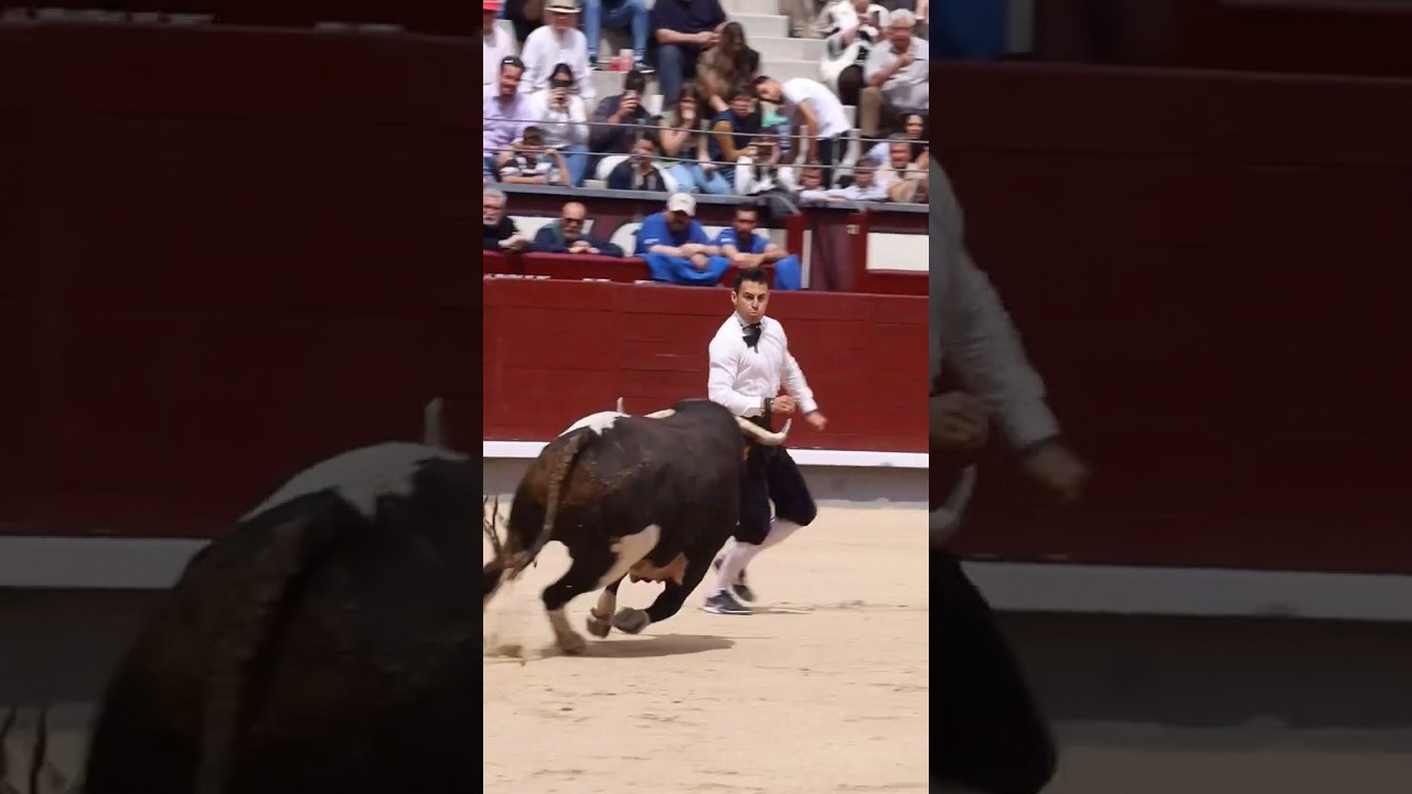 recorte Jonathan Est&eacute;banez el peta toro bravo patasblancas galache las ventas madrid #shorts