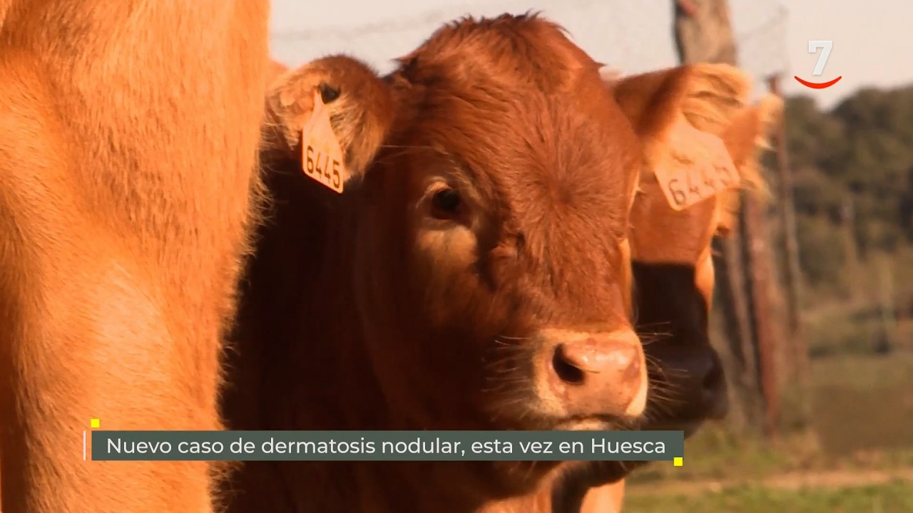 Flash El campo al día (03/03/2026): Nuevo caso de dermatosis nodular, esta vez en Huesca