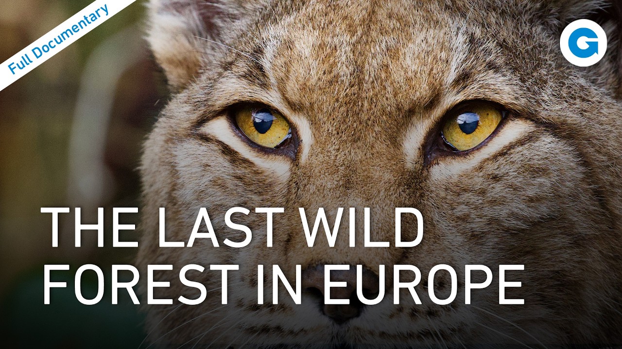 Wild Poland: Rewilding Eastern Europe's Forgotten Lands | Full Documentary