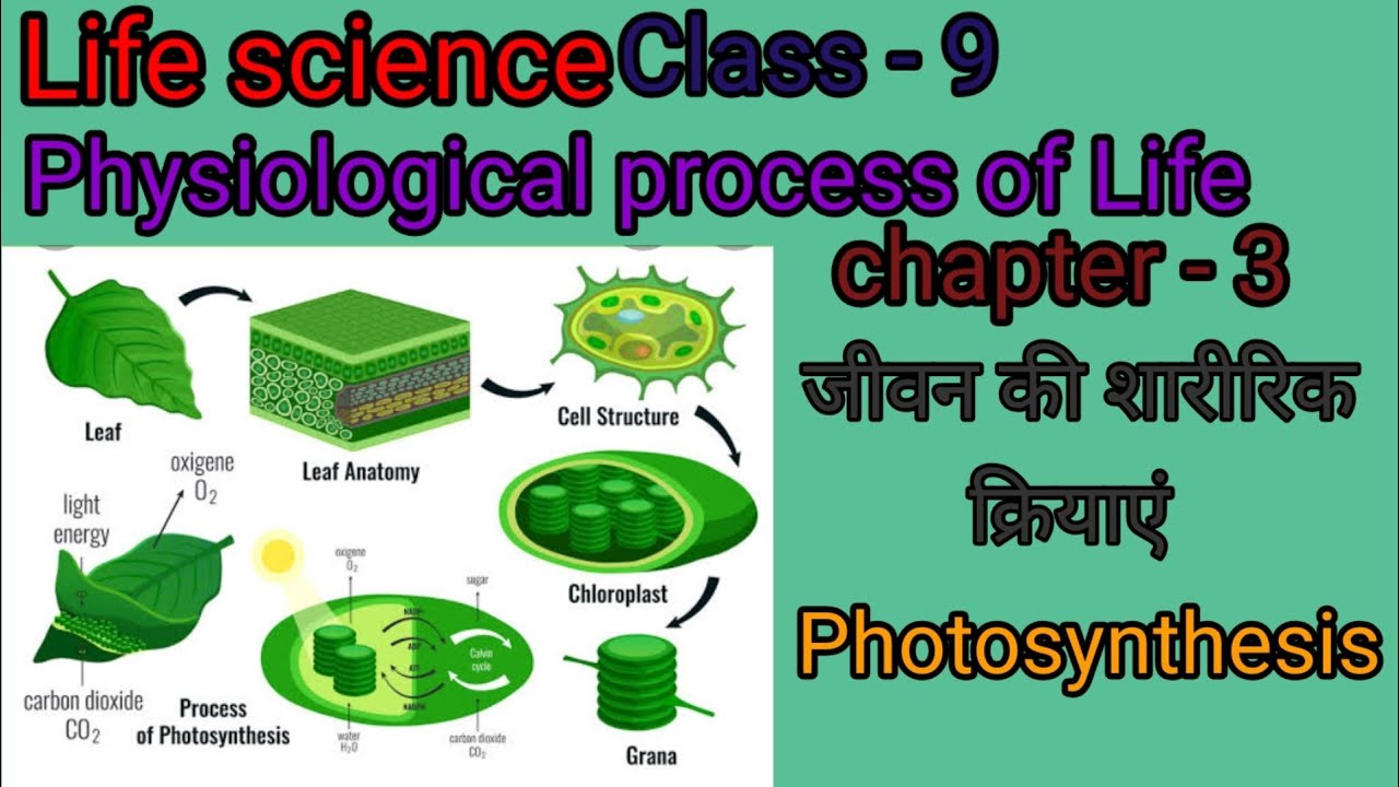 WB class 9 Life science Ch 3-Physiological process of life, physical activities of life Part 1