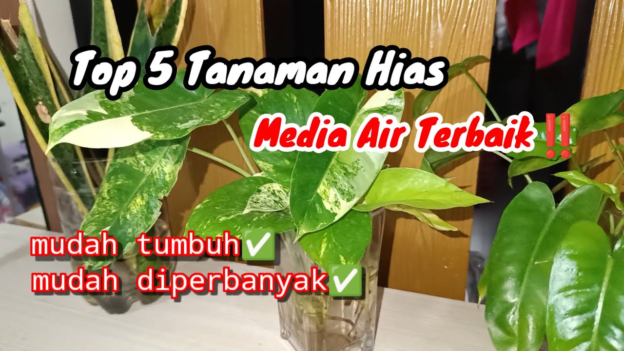 5 Jenis Tanaman Hias Media Air terbaik‼️Paling mudah tumbuh