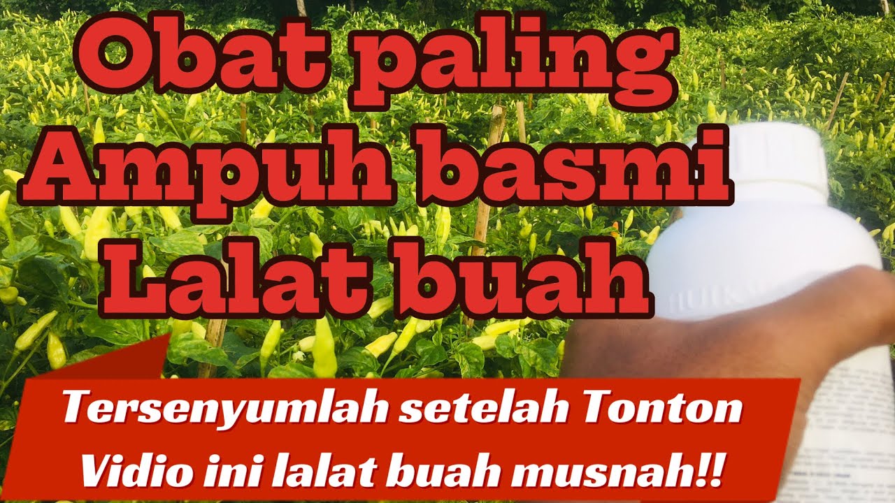 Insektisida Yang paling ampuh kendalikan hama lalat buah,buktikan ke hebatan nya