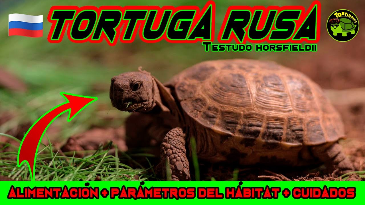 CUIDADOS BASICOS DE LA TORTUGA RUSA Testudo horsfieldii