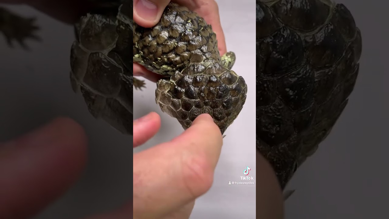Helping my baby shingleback shedding #shedding #help #lizard #fypシ゚  #bobtail #wildlife #reptiles