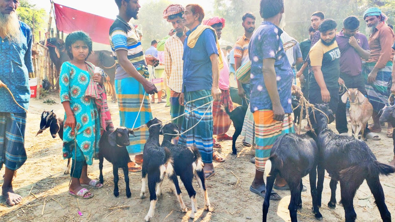 আমতলী হাট। ছাগলের হাট। যমুনা পাড়ের ছাগলের হাট। Goat Price BD 25। দৌলতপুর মানিকগঞ্জ।