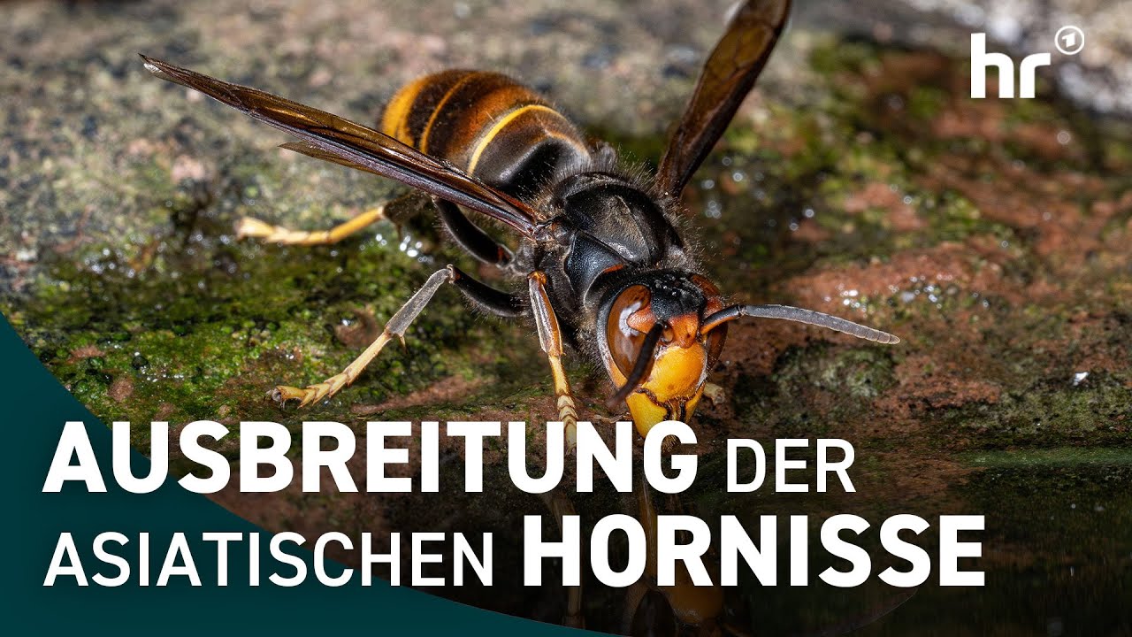 Asiatische Hornisse breitet sich aus - Wie erkennt und bekämpft man sie ?