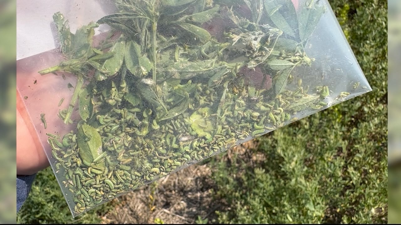 Долгоносики люцерны наносят ущерб в Южной Дакоте.