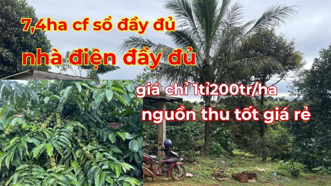 Bán 7,4ha cà phê sổ sách đầy đủ,giá chỉ có 1tỉ200tr/ha nguồn thu mạnh giá rẻ lh 0366592989