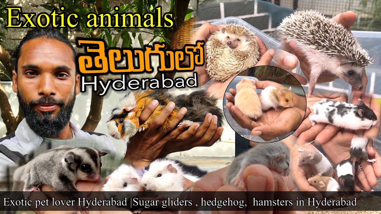pet యానిమల్స్ గురించి Exotic pet lover Hyderabad |Sugar gliders , hedgehog,  hamsters in Hyderabad