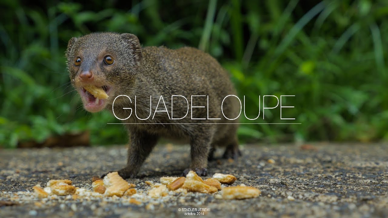 GUADELOUPE - 2014