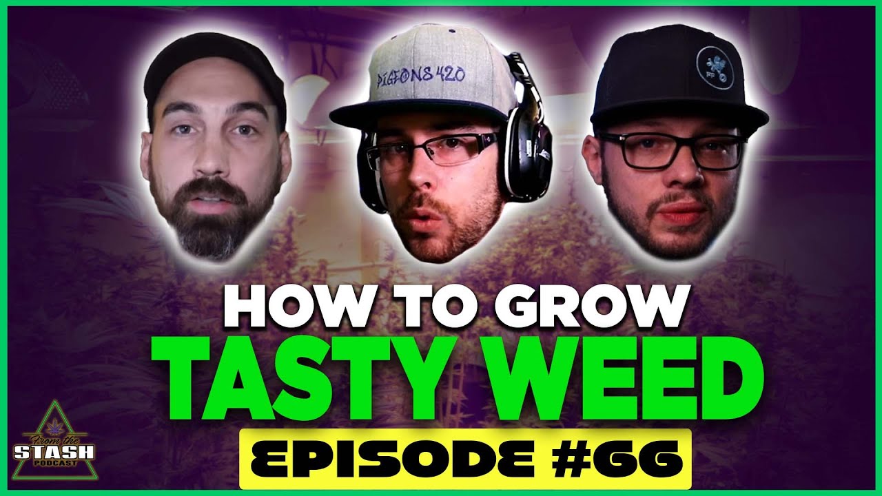 How to Grow Better Tasting Weed  - From the Stash Podcast Ep. 66