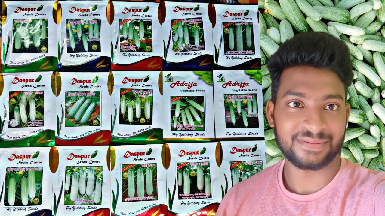 দাশপুরের সবচেয়ে ভালো শশা বীজ কোনটি? কত দিনে ফল হয় ? দাম কত ? Daspur seeds No 1 cucumber seeds.