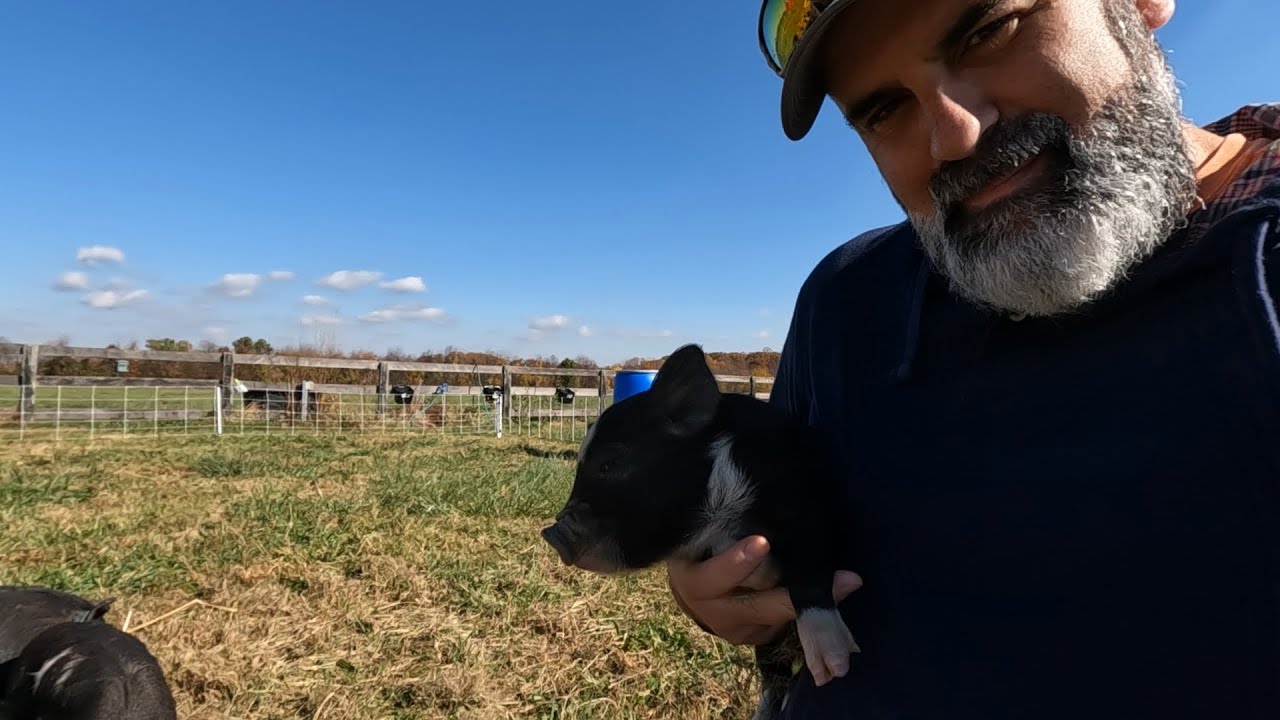 These new piglets are as cute as they look!