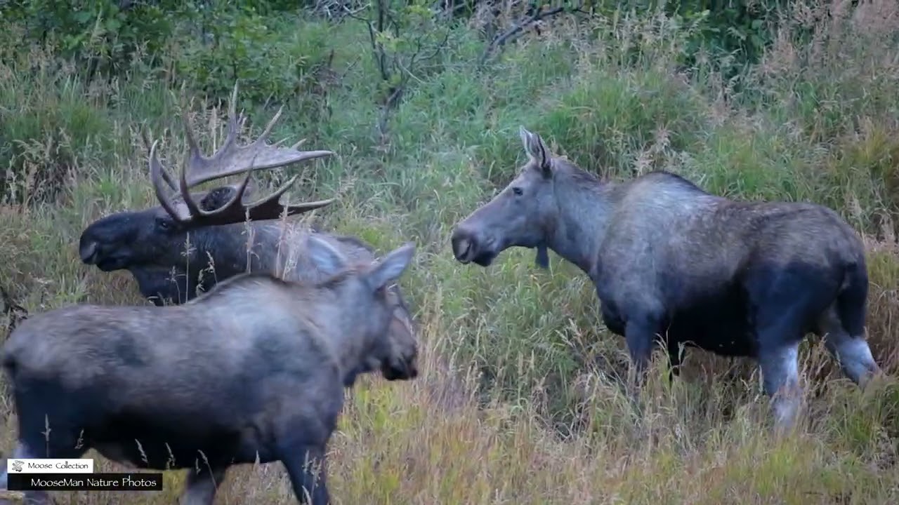 The Biggest Bull Moose We've Found Part 2 #moose #wildlife #bullmoose