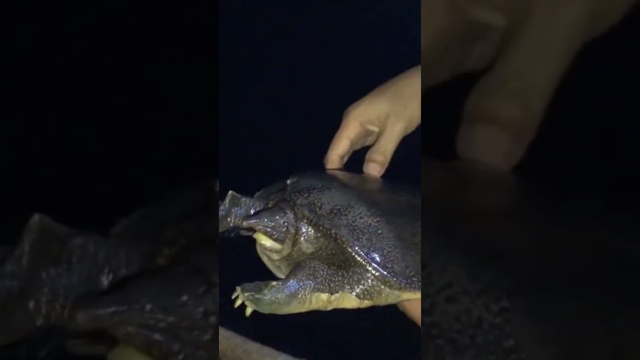 Penyelamatan bulus monster yang terkena tajur warga 