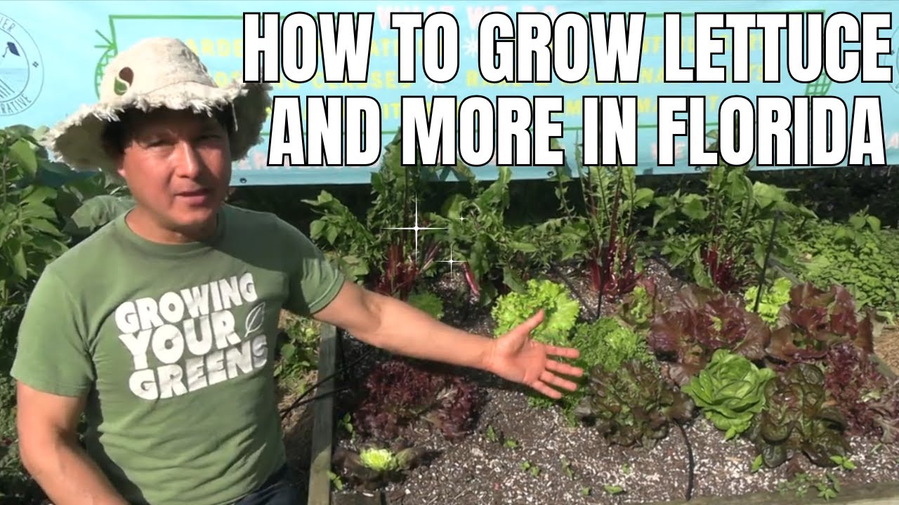 THIS is How to Grow Lettuce & Other Garden Veggies In South Florida