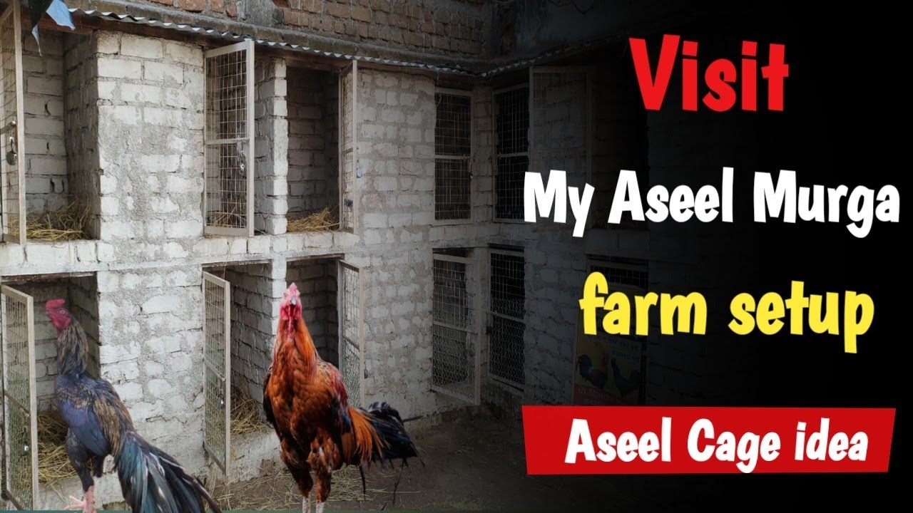 my aseel farm | visit my Aseel murga farm setup| Aseel Cage | My aseel murga farm update