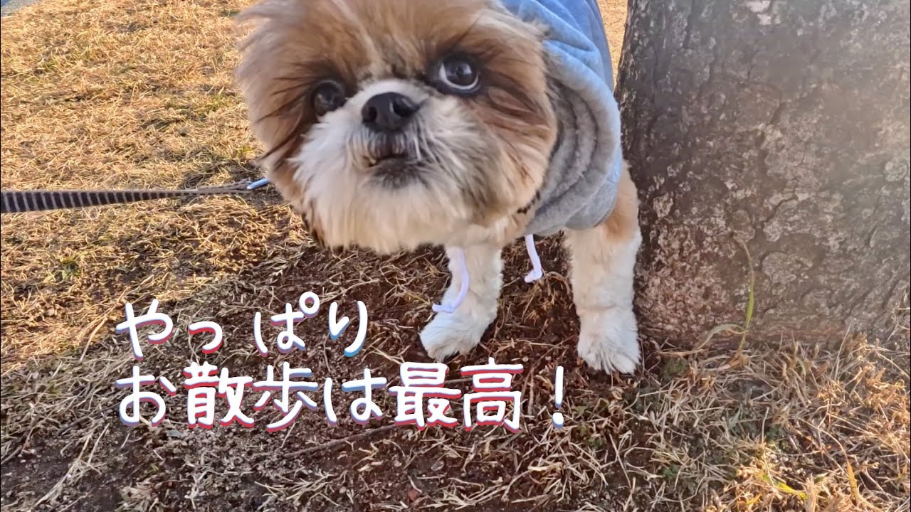 第５１話大きな池の公園にお散歩行くよ。
