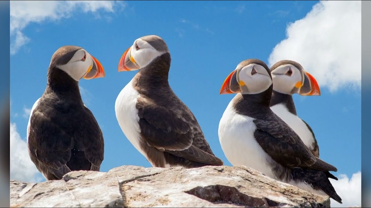 Puffin Birds Amazing Photographs 